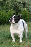 BOULEDOGUE FRANCAIS 1283